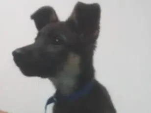 Cachorro raça VIRA LATA idade 2 a 6 meses nome SEXTA FEIRA