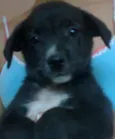 Pretinha