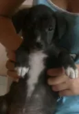 Pretinha