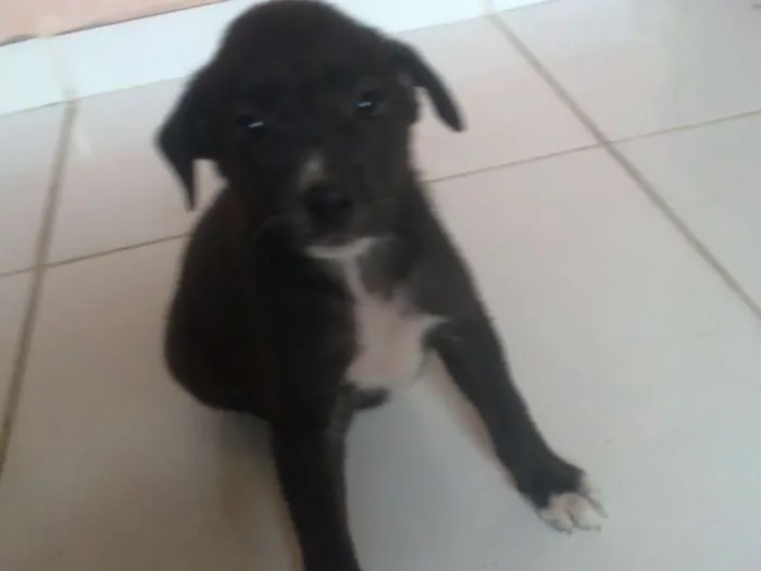 Cachorro raça Setter idade  nome Pretinha