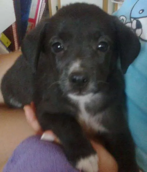 Cachorro raça Setter idade  nome Pretinha