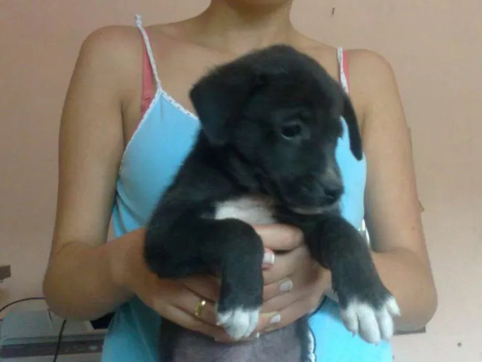 Cachorro raça Setter idade  nome Pretinha