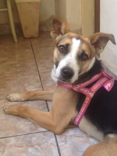 Cachorro ra a SRD idade 1 ano nome Nina 