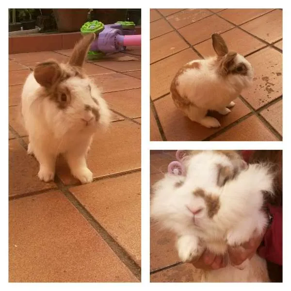 Cachorro ra a  idade 7 a 11 meses nome Coelho