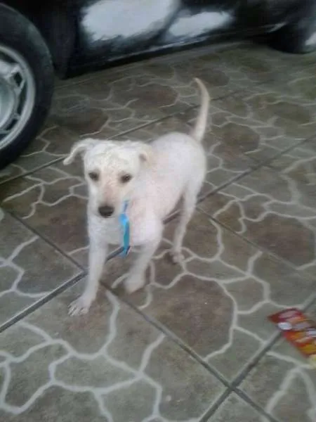 Cachorro ra a Poodle idade 2 anos nome branco