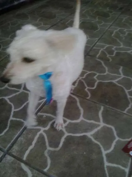 Cachorro ra a Poodle idade 2 anos nome branco