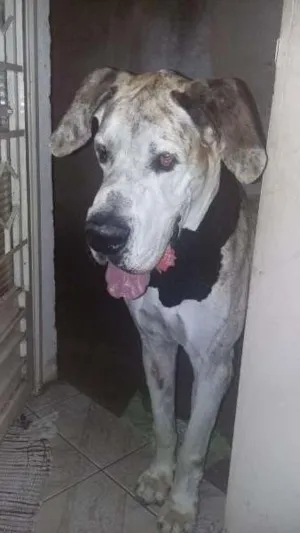 Cachorro raça dog alemão idade 6 ou mais anos nome scooby