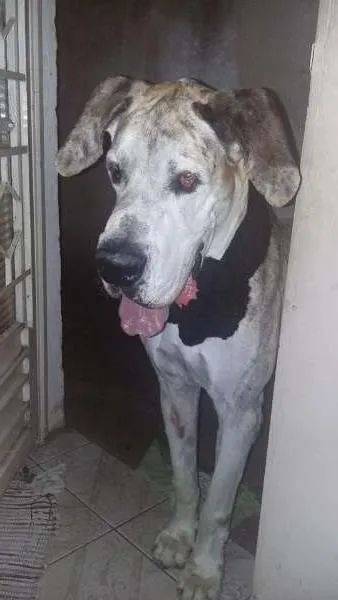 Cachorro ra a dog alemão idade 6 ou mais anos nome scooby