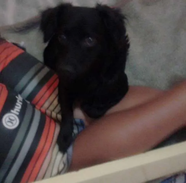 Cachorro ra a vira lata idade 1 ano nome Pink e blue