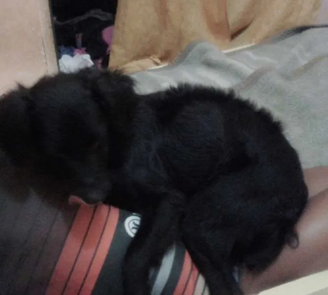 Cachorro ra a vira lata idade 1 ano nome Pink e blue