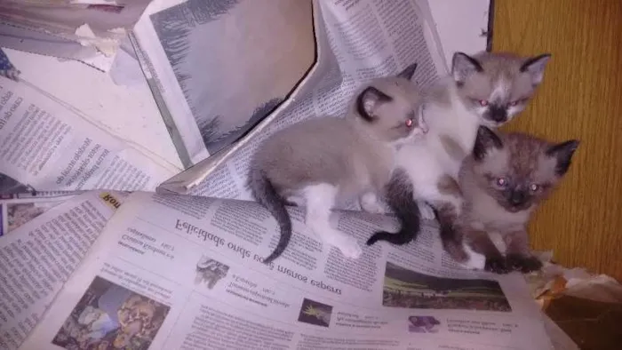 Gato ra a indefinida idade Abaixo de 2 meses nome sem nome