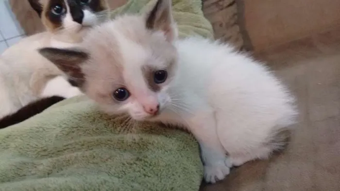 Gato ra a indefinida idade Abaixo de 2 meses nome sem nome