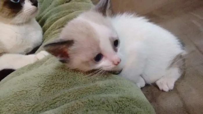 Gato ra a indefinida idade Abaixo de 2 meses nome sem nome