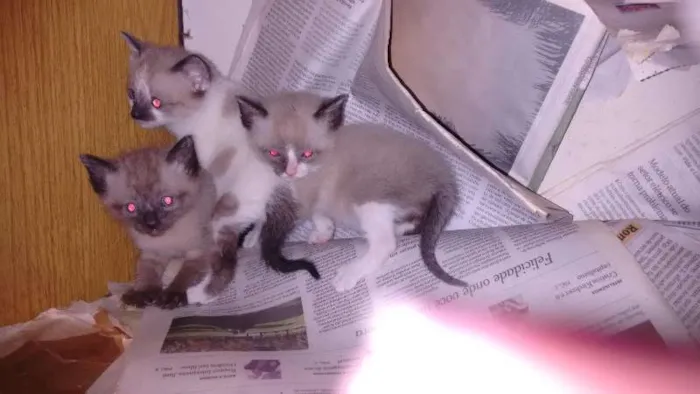 Gato ra a indefinida idade Abaixo de 2 meses nome sem nome