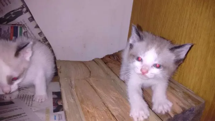 Gato ra a indefinida idade Abaixo de 2 meses nome sem nome
