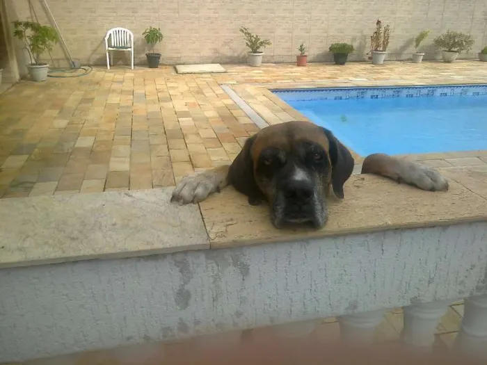 Cachorro ra a Mastiff Inglês idade 6 ou mais anos nome Maria Bonita