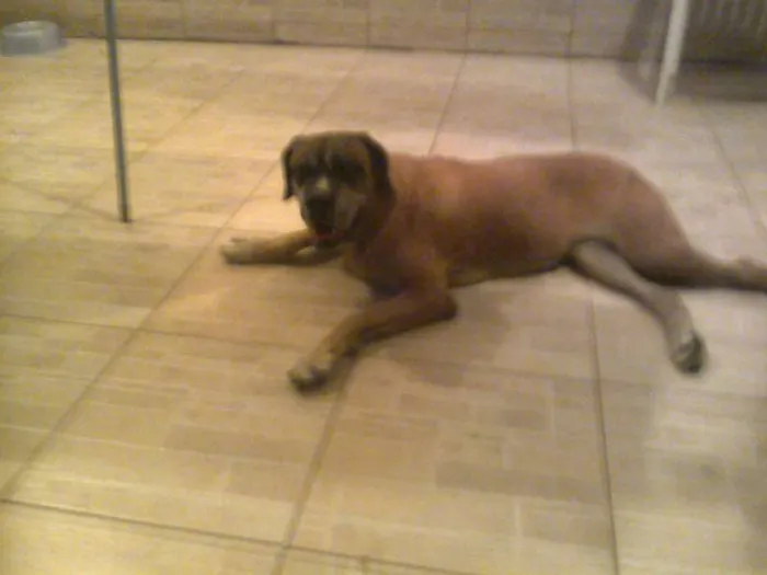 Cachorro ra a Mastiff Inglês idade 6 ou mais anos nome Maria Bonita