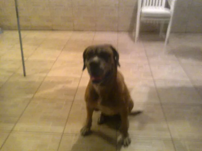 Cachorro ra a Mastiff Inglês idade 6 ou mais anos nome Maria Bonita