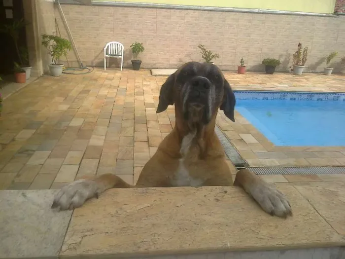 Cachorro ra a Mastiff Inglês idade 6 ou mais anos nome Maria Bonita