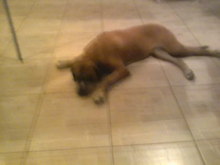 Cachorro ra a Mastiff Inglês idade 6 ou mais anos nome Maria Bonita