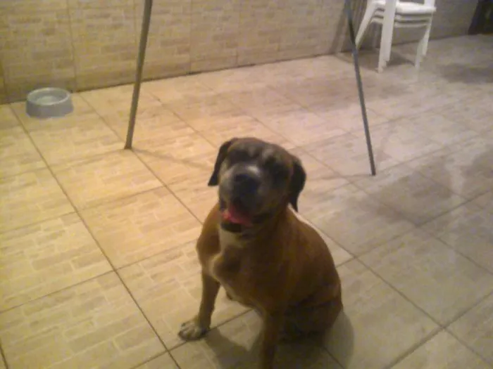 Cachorro ra a Mastiff Inglês idade 6 ou mais anos nome Maria Bonita