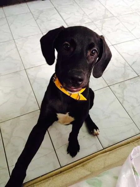 Cachorro ra a Labrador idade 2 a 6 meses nome Bob