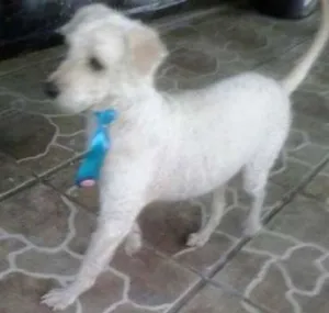 Cachorro raça Poodle idade 2 anos nome branco