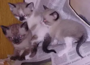 Gato raça indefinida idade Abaixo de 2 meses nome sem nome