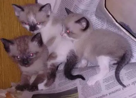 Gato ra a indefinida idade Abaixo de 2 meses nome sem nome