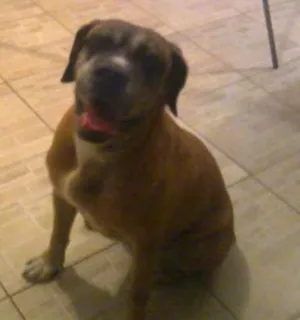 Cachorro raça Mastiff Inglês idade 6 ou mais anos nome Maria Bonita