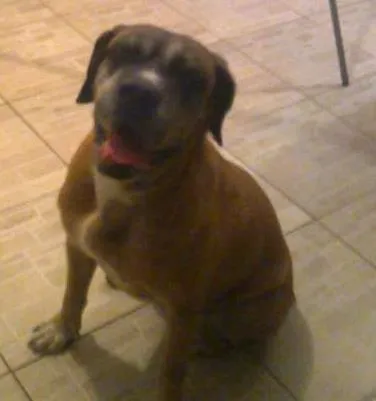Cachorro ra a Mastiff Inglês idade 6 ou mais anos nome Maria Bonita