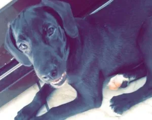 Cachorro raça Labrador idade 2 a 6 meses nome Bob