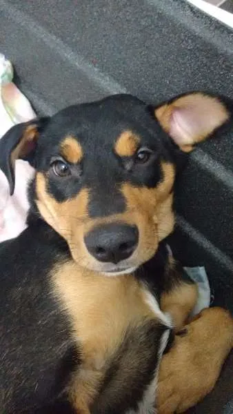 Cachorro ra a RND idade 7 a 11 meses nome Thor
