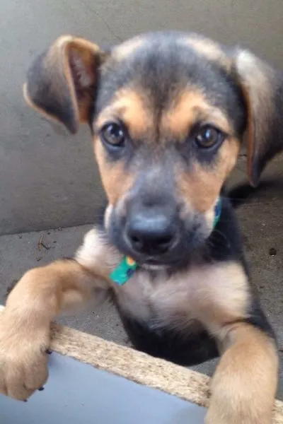 Cachorro ra a vira-lata idade 2 a 6 meses nome não tem nome ainda 