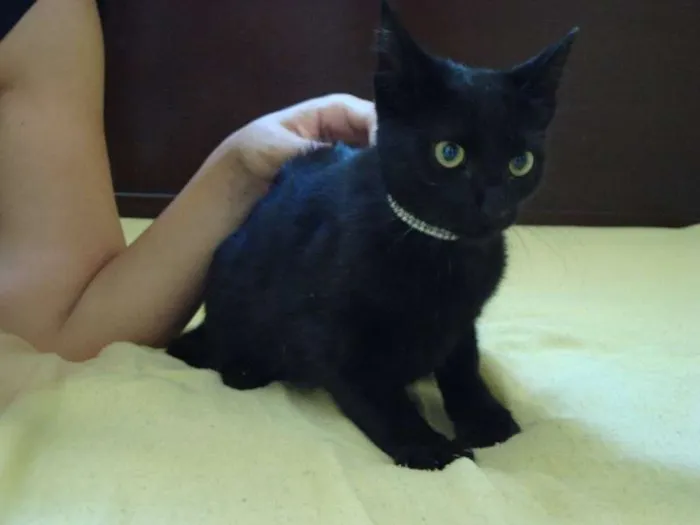 Gato ra a SRD idade Abaixo de 2 meses nome Nino