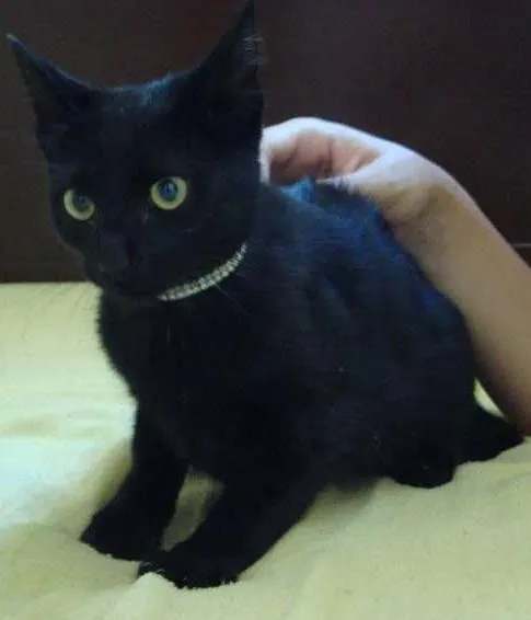 Gato ra a SRD idade Abaixo de 2 meses nome Nino