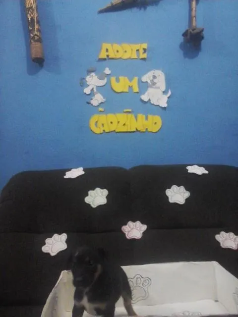 Cachorro ra a SRD idade Abaixo de 2 meses nome Diamante