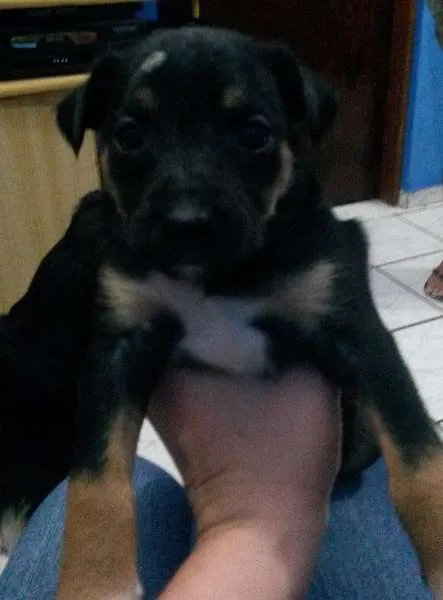 Cachorro ra a SRD idade Abaixo de 2 meses nome Diamante