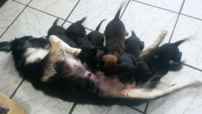 Cachorro ra a SRD idade Abaixo de 2 meses nome Diamante