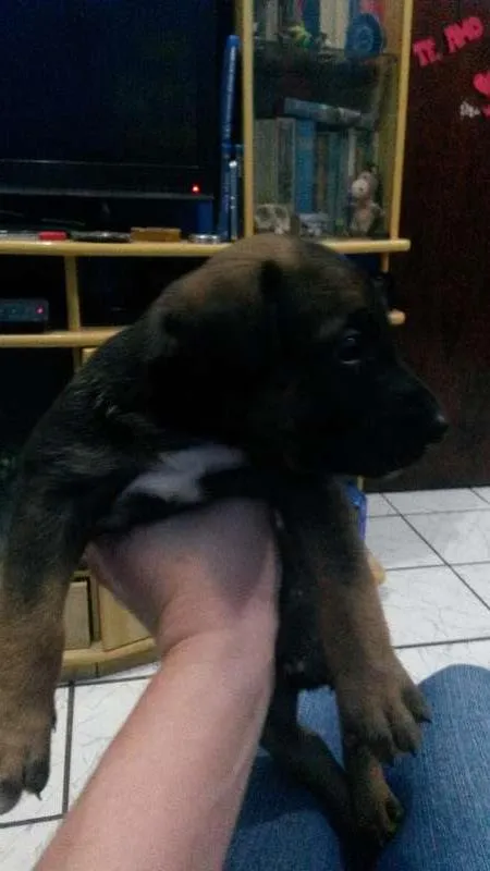 Cachorro ra a SRD idade Abaixo de 2 meses nome Tommy