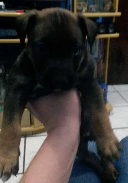 Cachorro ra a SRD idade Abaixo de 2 meses nome Tommy