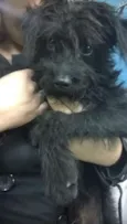Pequeno