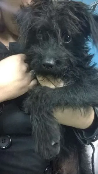 Cachorro ra a Maltês idade 1 ano nome Pequeno