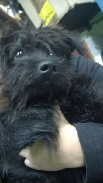 Cachorro ra a Maltês idade 1 ano nome Pequeno