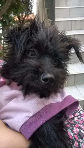 Cachorro ra a Maltês idade 1 ano nome Pequeno