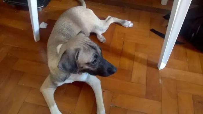 Cachorro raça  idade 7 a 11 meses nome Amora