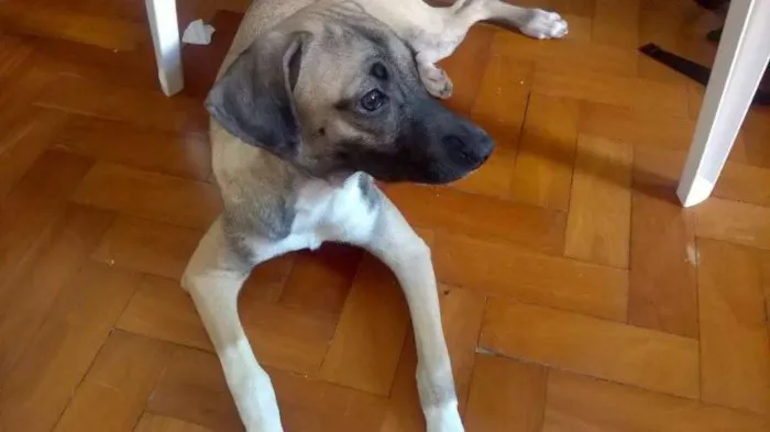 Cachorro raça  idade 7 a 11 meses nome Amora