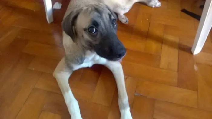 Cachorro raça  idade 7 a 11 meses nome Amora