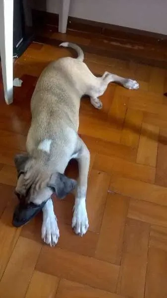 Cachorro raça  idade 7 a 11 meses nome Amora