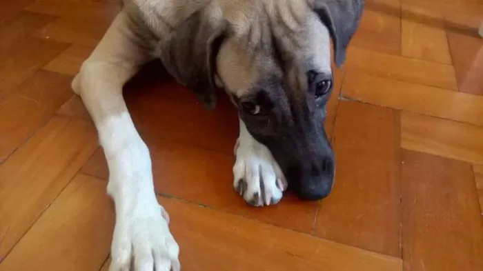 Cachorro raça  idade 7 a 11 meses nome Amora